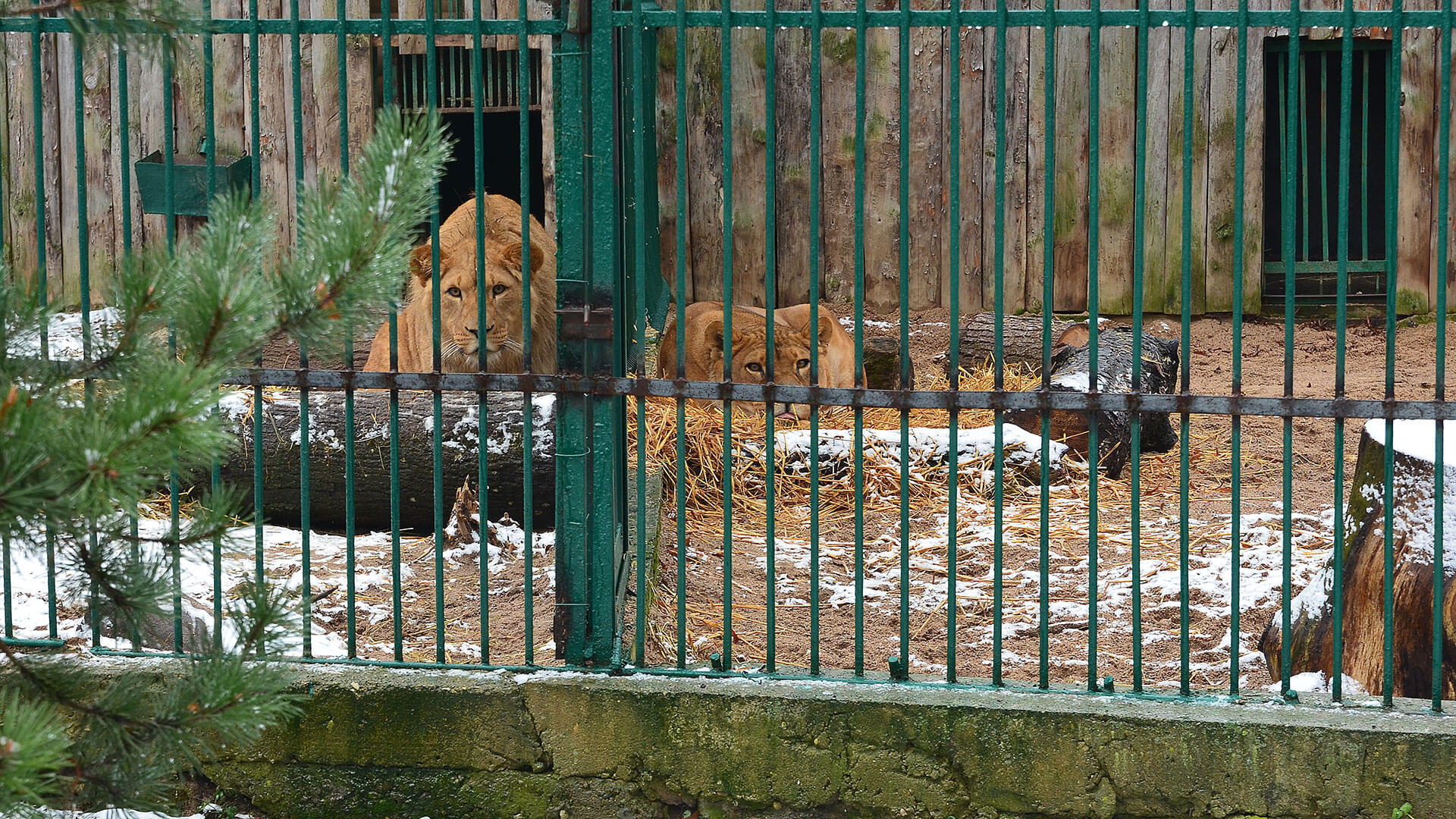 Liūtas zoologijos sode