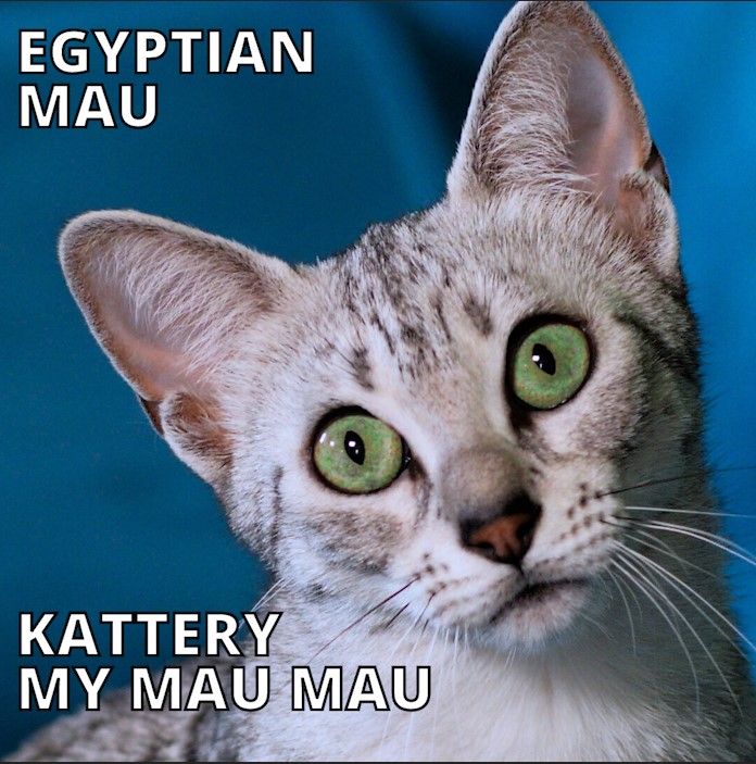 Egipto Mau kačių veislyno nuotrauka